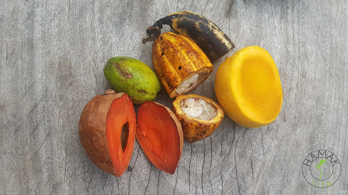 Owocowy zestaw do sporządzania szejka. Owoc kakaowca, guawa, platan, mango, zapote.